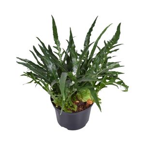 Grünpflanze – Kolbenfaden (Aglaomorpha  ns) – Höhe: 60 cm – von Botanicly