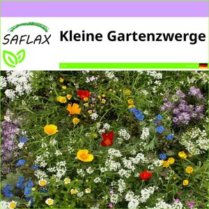 SAFLAX - Wildblumen: Kleine Gartenzwerge - 1000 Samen - 18 Sorten