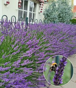 BALDUR-Garten Lavendel 'Phenomenal®' Duftlavendel, 3 Pflanzen, echter Lavendel, Lavandula, Blüten essbar, winterharte Staude, trockenresistent, mehrjährig, bienenfreundlich, schmetterlingsfreundlich