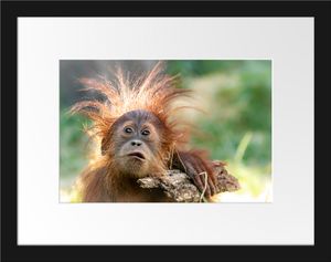 Lustiger Baby Orang-Utan mit RindeBilderrahmen mit Galerie-Passepartout / Format: 38x30cm / gerahmt / hochwertige Leinwandbild Alternative