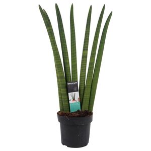 Pokojová rostlina - Sansevierie - Výška: 60 cm