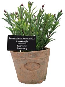 12 Stück Esschert Design Kunststoffpflanze Rosmarin im Topf, Größe L, ca. 11 cm x 11 cm x 14 cm