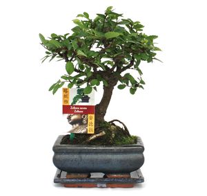 Bonsai Chinesische Ulme - Ulmus parviflora - ca. 6 Jahre - Kugelform