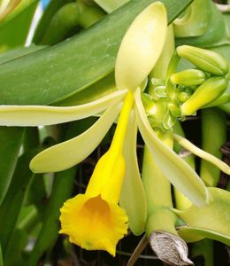 BALDUR-Garten Echte Vanille Pflanze, 1 Topf Vanilla planifolia, Orchidee blühende Zimmerpflanze, mehrjährig - frostfrei halten, blühend, Gewürzvanille, duftende Blüten