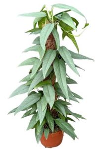 Epipremnum Cebu Blue am Moosstab - Efeutute Topf Ø 15 / Höhe ca. 50 cm Rankpflanze Pflegeleicht Hängepflanze Zimmerpflanze