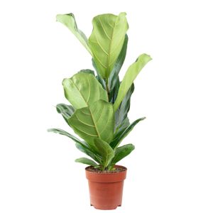 Geigenfeige - pflegeleichte Zimmerpflanze, Ficus Lyrata - Höhe ca. 65 cm, Topf-Ø 17 cm