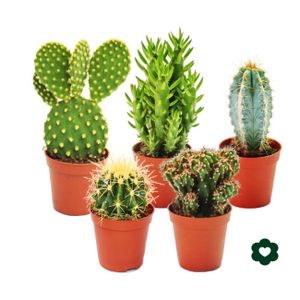 5 rôznych kaktusov v sade - 5,5cm kvetinác