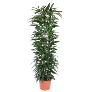 Zimmerpalme – Zwergfeige (Ficus Alii King zuil) – Höhe: 150 cm – von Botanicly