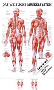 Weibliches Muskelsystem Poster Anatomie 70x50 cm medizinische Lehrmittel