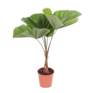 Zimmerpalme – Strahlenpalme (Licuala grandis) – Höhe: 150 cm – von Botanicly