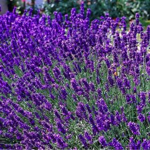 6 x Levanduľa 'Trpasličia modrá' - Lavandula angustifolia 'Dwarf Blue' - Kvetináč 9cm x 9cm