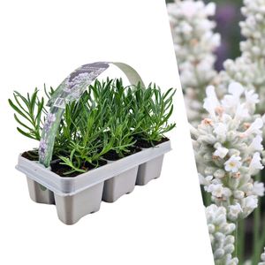 Weißer Duft-Lavendel 6 Lavendel Pflanze angustifolia | Lavendelpflanzen winterhart | echter lavendel | Gartenpflanzen | Lavendelstrauch | Lavendel Pflanze | duftlavendel | 6 x Ø7 cm | 15 cm