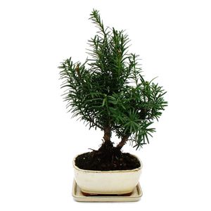 Bonsai - Taxus media - Becher-Eibe - ca. 9 Jahre alt