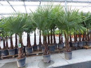 XXL+ Palme winterhart 170 - 190 cm Trachycarpus fortunei, Hanfpalme, Top-Qualität