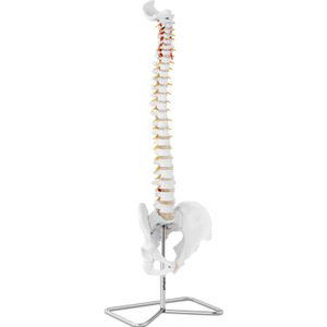 Model chrbtice s panvou