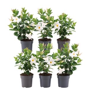 Plants by Frank - Set von 6 Mandevilla weiss Pflanzen - 6 x Dipladenia White in 12 cm Topf - Mediterrane Pflanzen - Frisch aus der Gärtnerei Geliefert - Schling & Kletterpflanzen