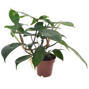 Plant in a Box - Philodendron 'Florida Grün' - Luftreinigende Zimmerpflanze - Topf 12cm - Höhe 20-30cm