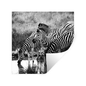 Wandaufkleber - Trinkende Zebras - 30x30 cm - Repositionierbar