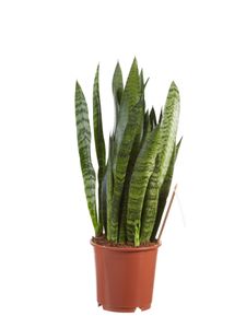 Grünpflanze – Bogenhanf (Sansevieria Zeylanica) – Höhe: 50 cm – von Botanicly