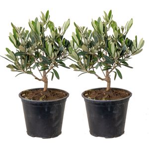 2x Olea europaea - Olivenbaum - Mittelmeerbaum - Winterhart – ⌀14 cm - ↕20-30 cm