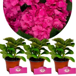 Set mit 3 Hortensien – Hydrangea Macrophylla „Charm“ – Kugelhortensie – Höhe 25 cm – 9 cm Topf