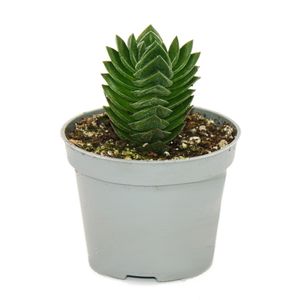 Sukkulente - Crassula Buddhas Tempel - Mini-Dickblatt - 6cm Topf