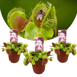 Plant in a Box - Dionaea Muscipula - Venusfliegenfalle - Set von 3 - Fleischfressende Pflanze - Zimmerpflanze - Topf 5,5 cm - Höhe 5-10 cm