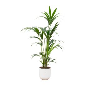 Kentiapalme – Kentia Palm (Kentia Palm) mit Übertopf – Höhe: 160 cm – von Botanicly