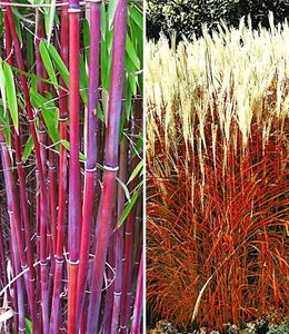 BALDUR-Garten Gräser-Kollektion winterhart, 2 Pflanzen besteht aus 1 Pflanze, rote Bambus Chinese Wonder Fargesia jiuzhaigou No.1 und 1 Pflanze, Ziergras Indian Summer Chinaschilf, mehrjährig, blühend