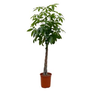 Trendyplants - Pachira Aquatica - Geldbaum - Zimmerpflanze - Höhe 170-190 cm - Topfgröße Ø27cm