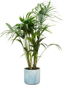 Kentia-Palme - Forstersche Kentia - Zimmerpflanze -  Ø22cm - ↨130 cm + Topf Ocean Atlantikblau