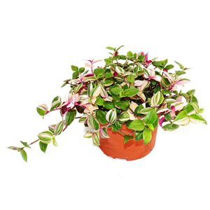 Exotenherz - Dreimasterblume - Tradescantia quadricolor - pflegeleichte hängende Zimmerpflanze - 12cm Topf