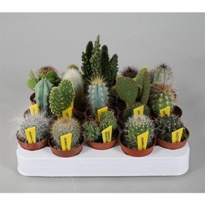 Mini-Kakteen Set mit 10 Pflanzen