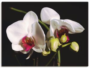 ARTland Leinwandbilder weiße Orchidee Größe: 60x45 cm