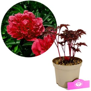 Paeonia lactiflora 'Karl Rosenfield' – Pfingstrose – Höhe 40 cm – 2-Liter-Topf