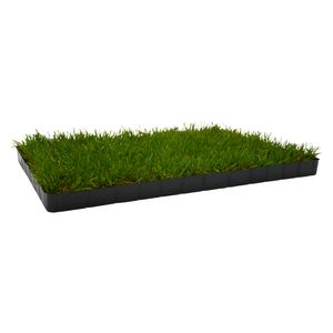 UNUS® Katzengras fertig gewachsen echtes Gras Katzenwiese in Kunststoff-Schale 58x38cm
