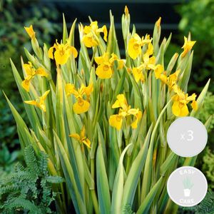 3x Iris \'Pseudacorus\' – Gelbe Schwertlilie – Teichpflanze – Zone 2-3 – ⌀9cm - ↕20-30cm