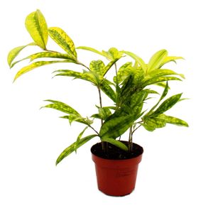 Dracena surculosa Mike - 12cm - zielona z zóltymi plamkami