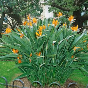 Strelitzia reginae Bird of Paradise 80-100 cm - 2-3 pędy, 5-6 lat, tropikalna roślina domowa w doniczce