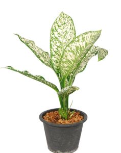 Grünpflanze – Dieffenbachie (Dieffenbachia) – Höhe: 75 cm – von Botanicly