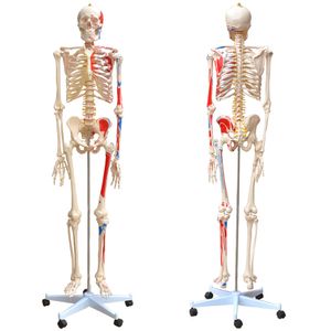 Menschliches Skelett Lebensgroß mit Bemalung Muskenl Knochen Anatomie inkl. Ständer MedMod
