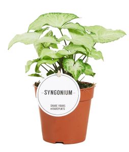 Grünpflanze – Kletter-Philodendron (Syngonium White Butterfly) – Höhe: 25 cm – von Botanicly