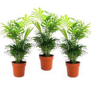 Plant in a Box - Chamaedorea elegans - 3er Set - Bergpalme - Schmuckpalme - Zimmerpflanzen - Topf 12cm - Höhe 30-40cm