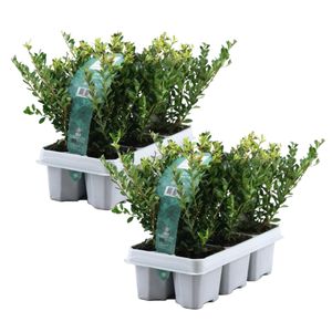 Plant in a Box - Ilex crenata 'Jenny' - Japanische Stechpalme - 12er-Set - Gartenpflanze - Heckenpflanze - ⌀9 cm - Höhe 10-20 cm