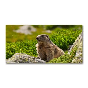 Tulup® Leinwandbild - 100x50 cm - Wandkunst - Drucke auf Leinwand - Leinwanddruck - Tiere - Grün - Murmeltier