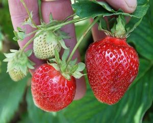 Erdbeerpflanzen 10 Fragaria Senga®  Sengana® 10er Tray Erdbeeren 4024981709130