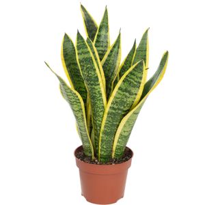 Bogenhanf - pflegeleichte Zimmerpflanze, Sansevieria trifasciata Laurentii - Höhe ca. 35 cm, Topf-Ø 12 cm