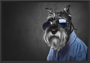 Lustiger Hund mit Hemd und Sonnenbrille B&W Detail im Schattenfugen Bilderrahmen / Format: 100x70 im Schattenfugen-Bilderrahmen / Kunstdruck auf hochwertigem Galeriekarton / hochwertige Leinwandbild Alternative