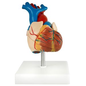 Anatomický model ľudského srdca Anatomický model ľudského učebného modelu Anatomické telo Model ľudského srdca v životnej veľkosti ľudské modely MedMod