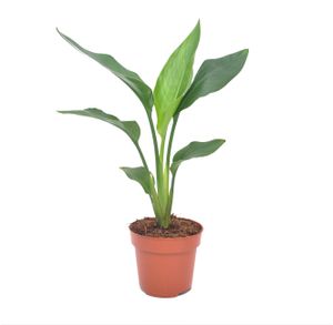 Plant in a Box - Strelitzia Reginea - Königs-Strelitzie - Grüne Zimmerpflanze - Topf 9cm - Höhe 25-40cm